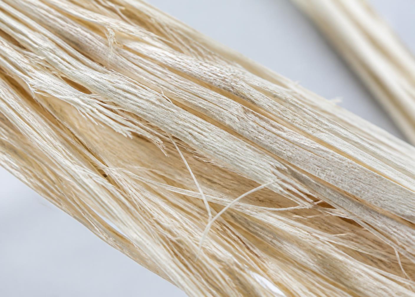 Macro photograph of recovered agave fiber